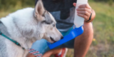 Was sind die besten Haustierwasserflaschen für Outdoor-Abenteuer?