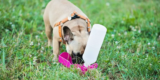 Wie schützen Sie Ihren Hund bei Outdoor-Abenteuern?